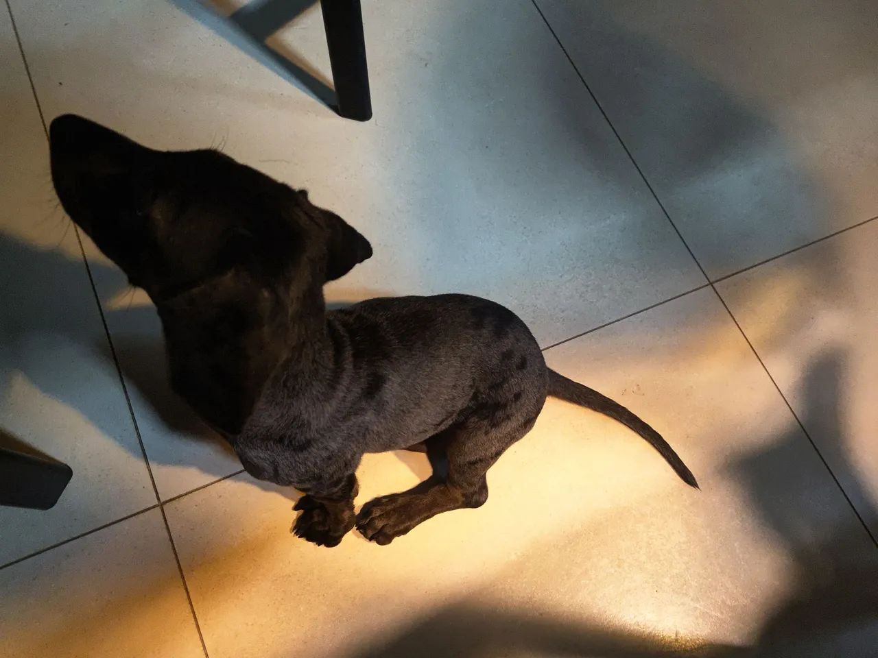 Filhotinho Manchado Cofap  - Foto 2