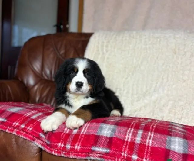 Bernese Mountain- alto padrao da raca