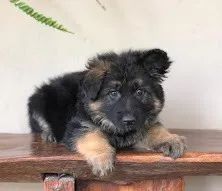 Pastor Alemão Filhotes com Pedigree e garantia de saude 