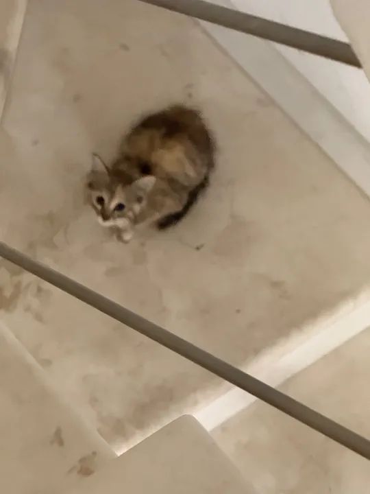 Gatinho fofinho para adoção