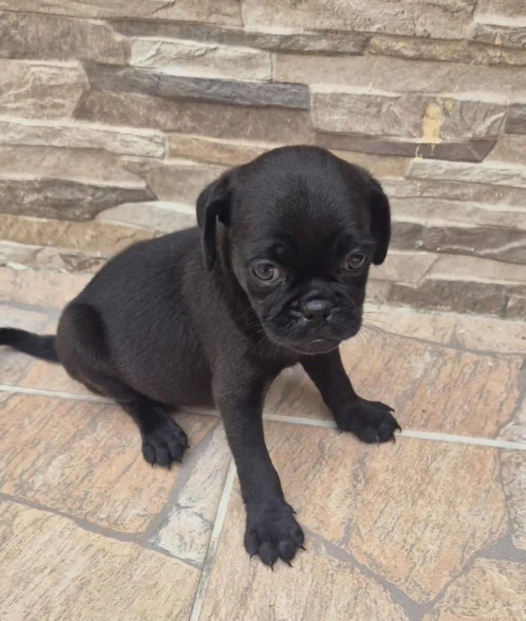 Filhotes de Pug: Fofura em Dose Dupla! - Foto 6