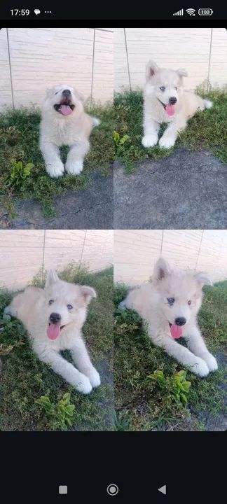 Filhotes de Husky Siberiano