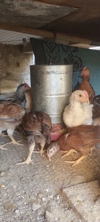 Branquinhos 35 dias - Foto 6