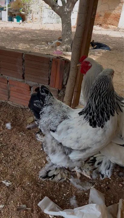 Casal de Galinha brahma light  - Foto 3