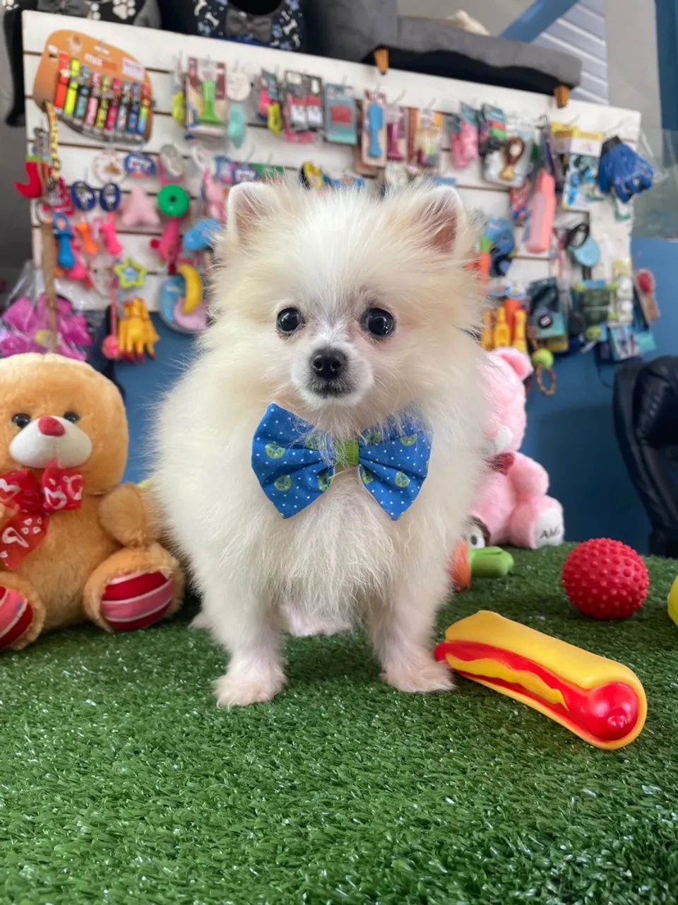 Spitz alemão macho na promoção!$1.400,00 - Foto 2
