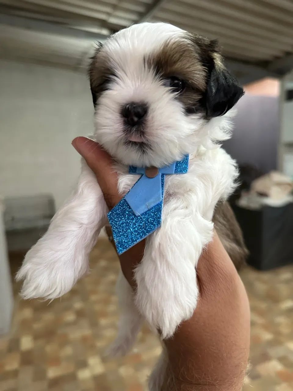 Shih tzu machinho - lindo filhote Tricolor  - Foto 3