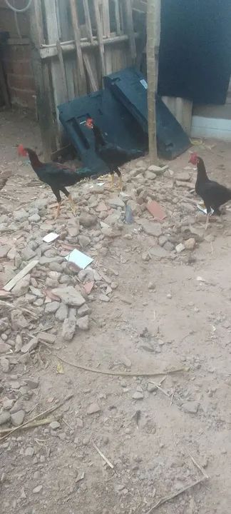 Estou vendo galinha rodilan 2 frango carioca 1galo carioca - Foto 5