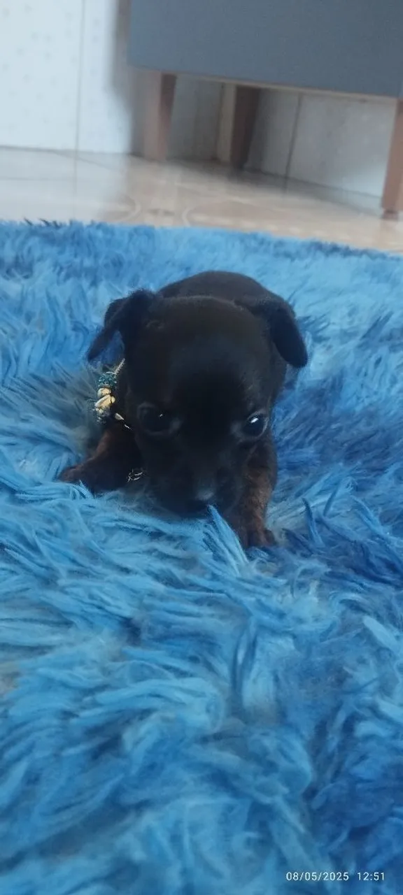 Filhote de pinscher