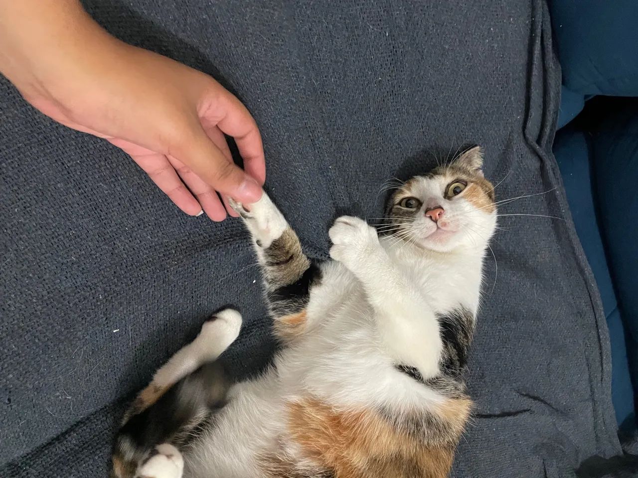 Gatinha tricolor para doação  - Foto 3