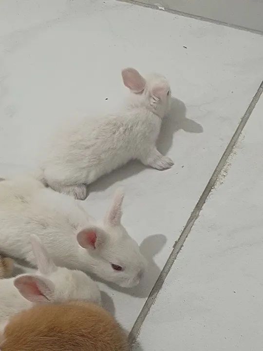 Coelho fofinho para adoção - Foto 5