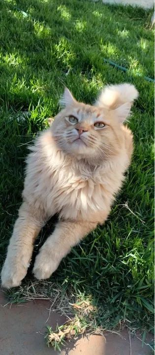 GATO MANSO CASTRADO  - Foto 3