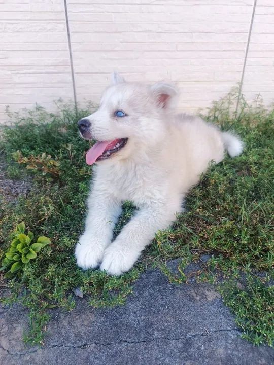 Filhotes de Husky Siberiano - Foto 3