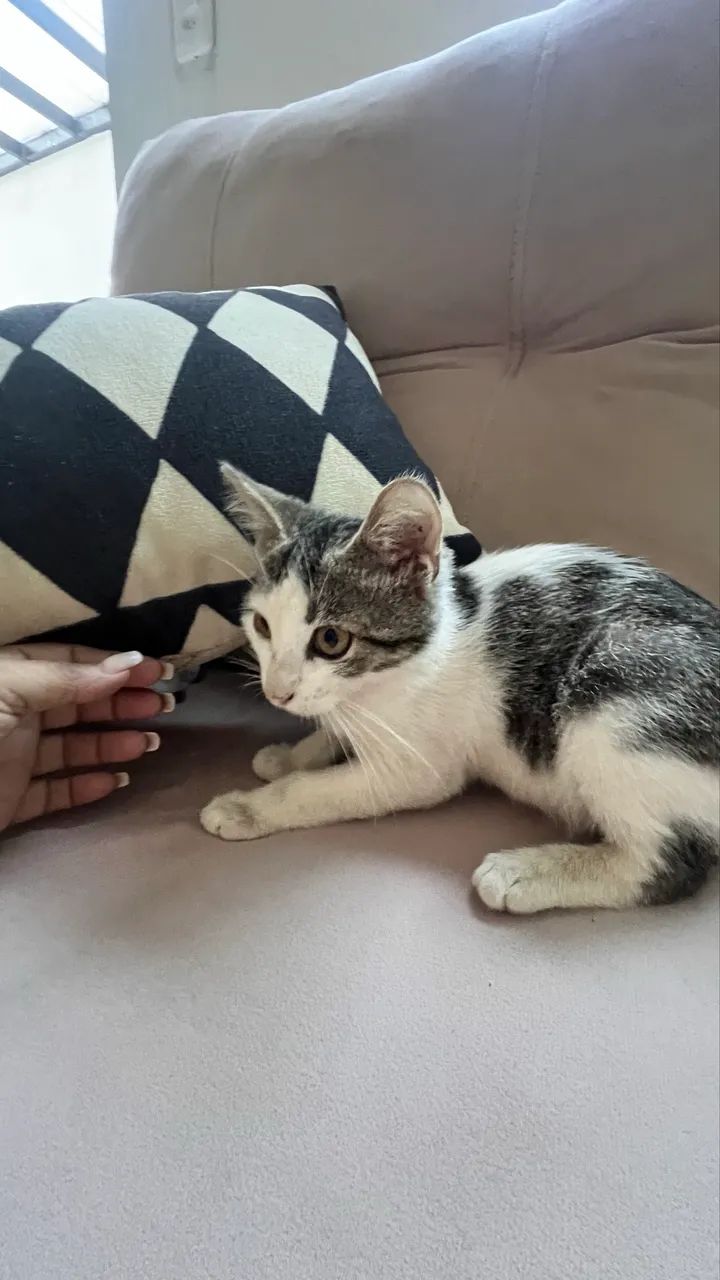 Gatinhos fofos para doação - Foto 2