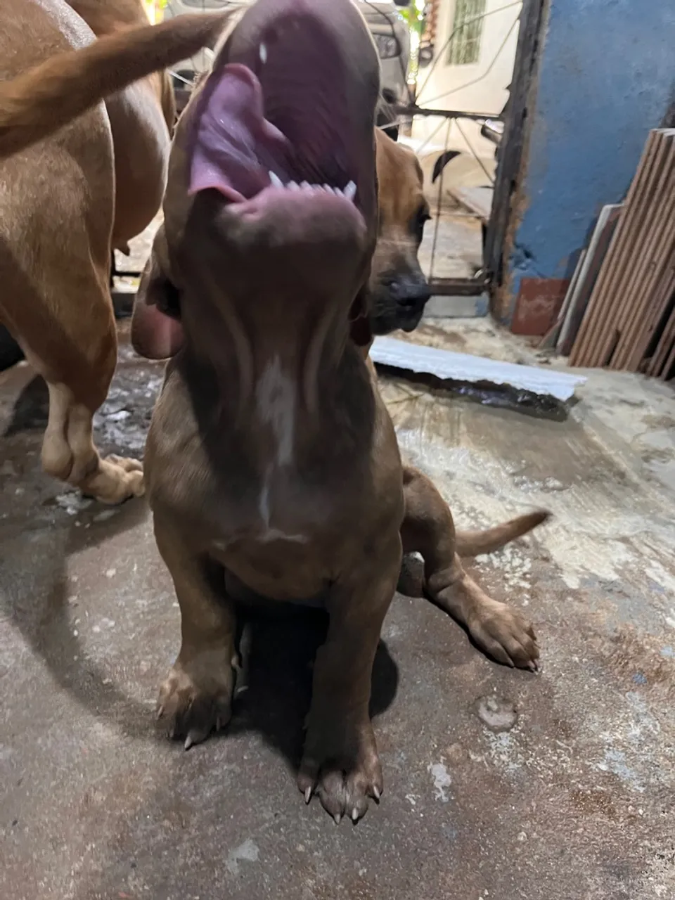Filhote de pitbull