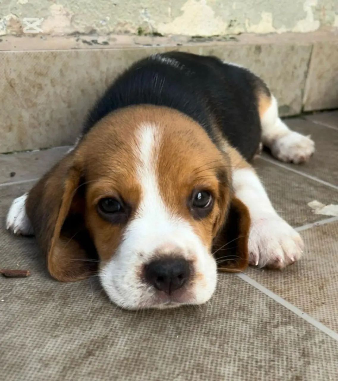 Vendo Beagle Filhotes Nasceram dia 02 de Fevereiro