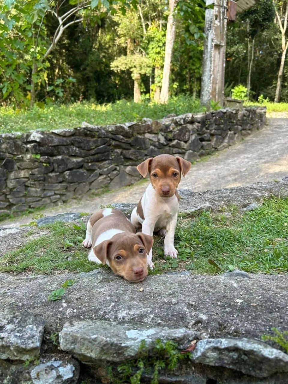 Filhotes de Fox Paulistinha (Terrier Brasileiro)
