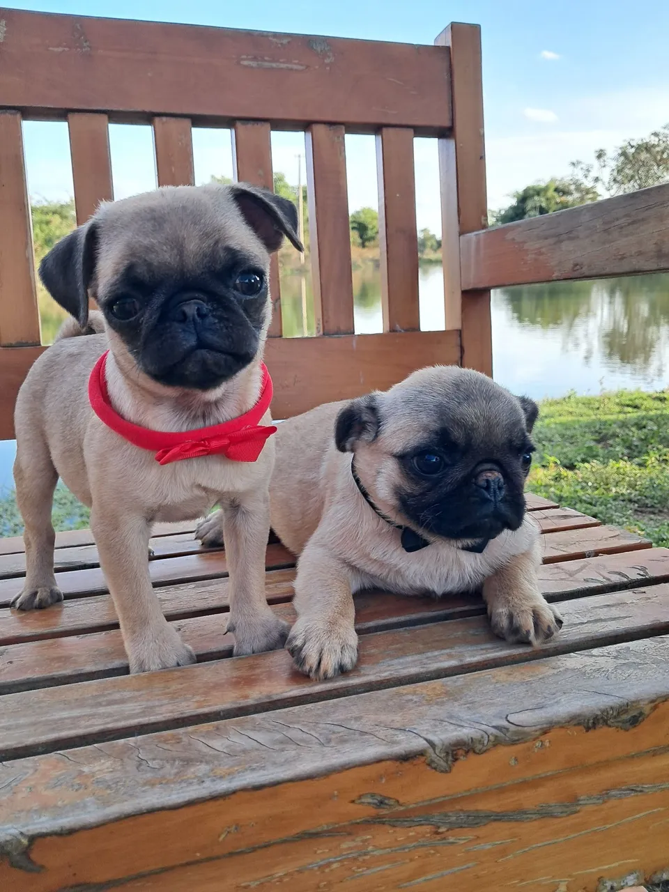 Filhotes de Pug com opção de pedigree