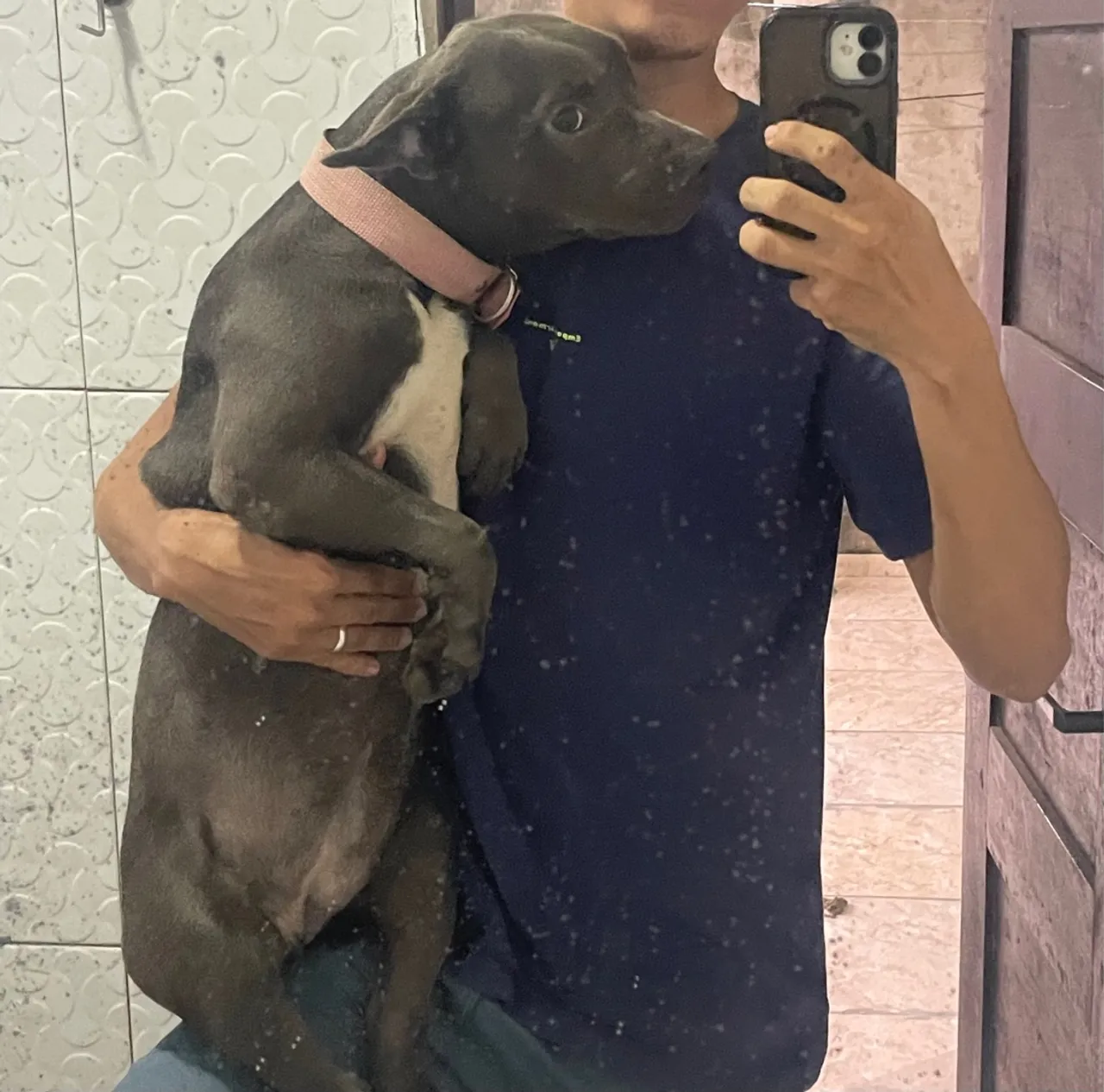 Filhote de American bully / pitbull