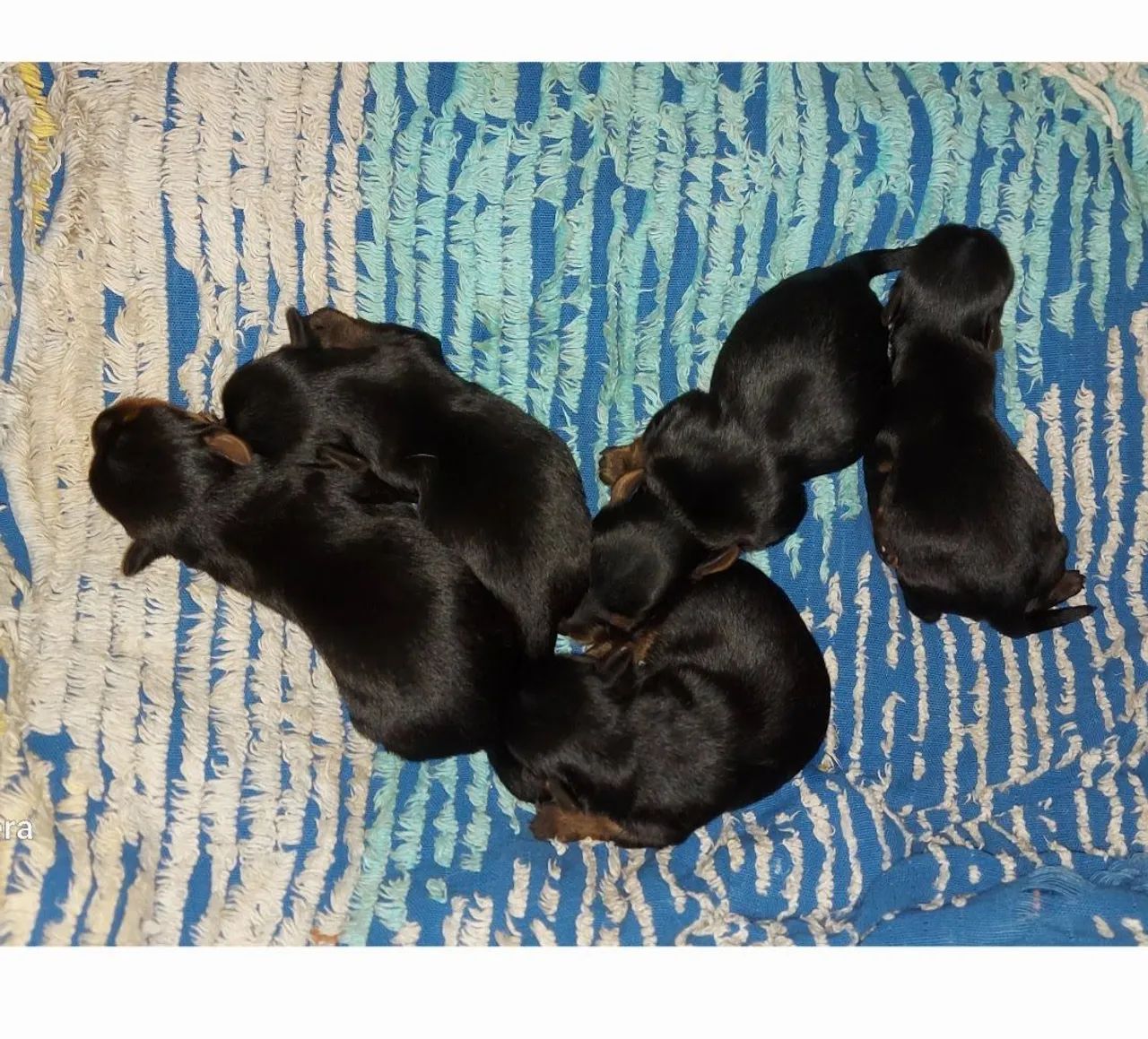 Vendo Yorkshire 1 300 cada são 3 fêmea  - Foto 2