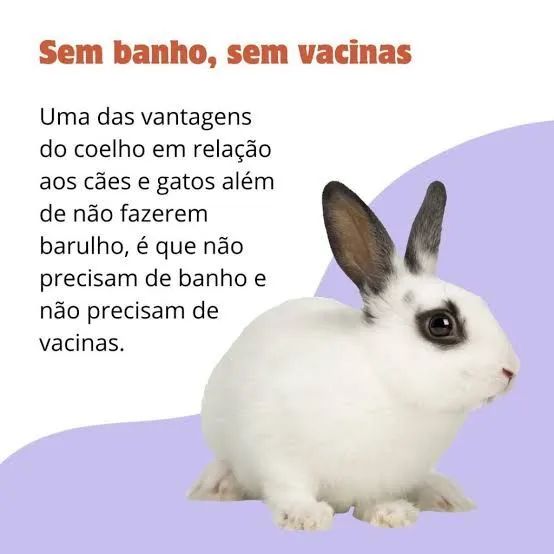 Coelhos e Mini Coelhos  - Foto 2