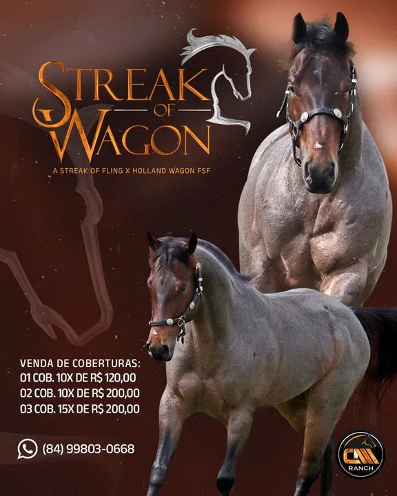 Cavalo Quarto de Milha - Sêmen/Cobertura