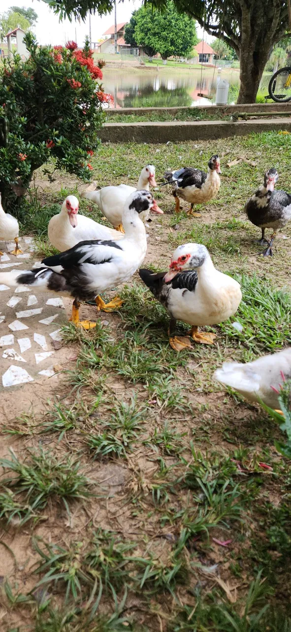 Patos Lindos