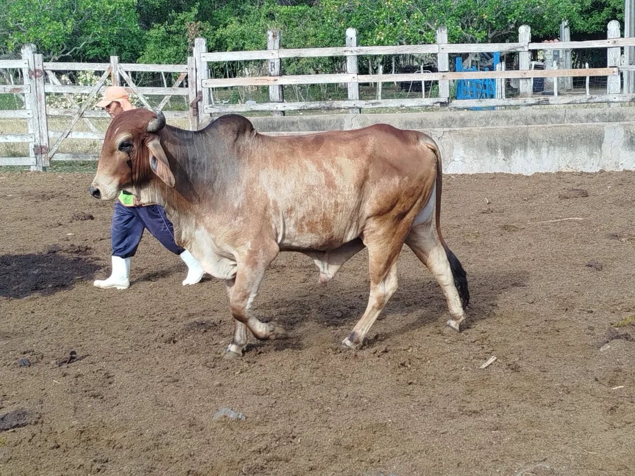 Macho misturado com redsindi - Foto 2