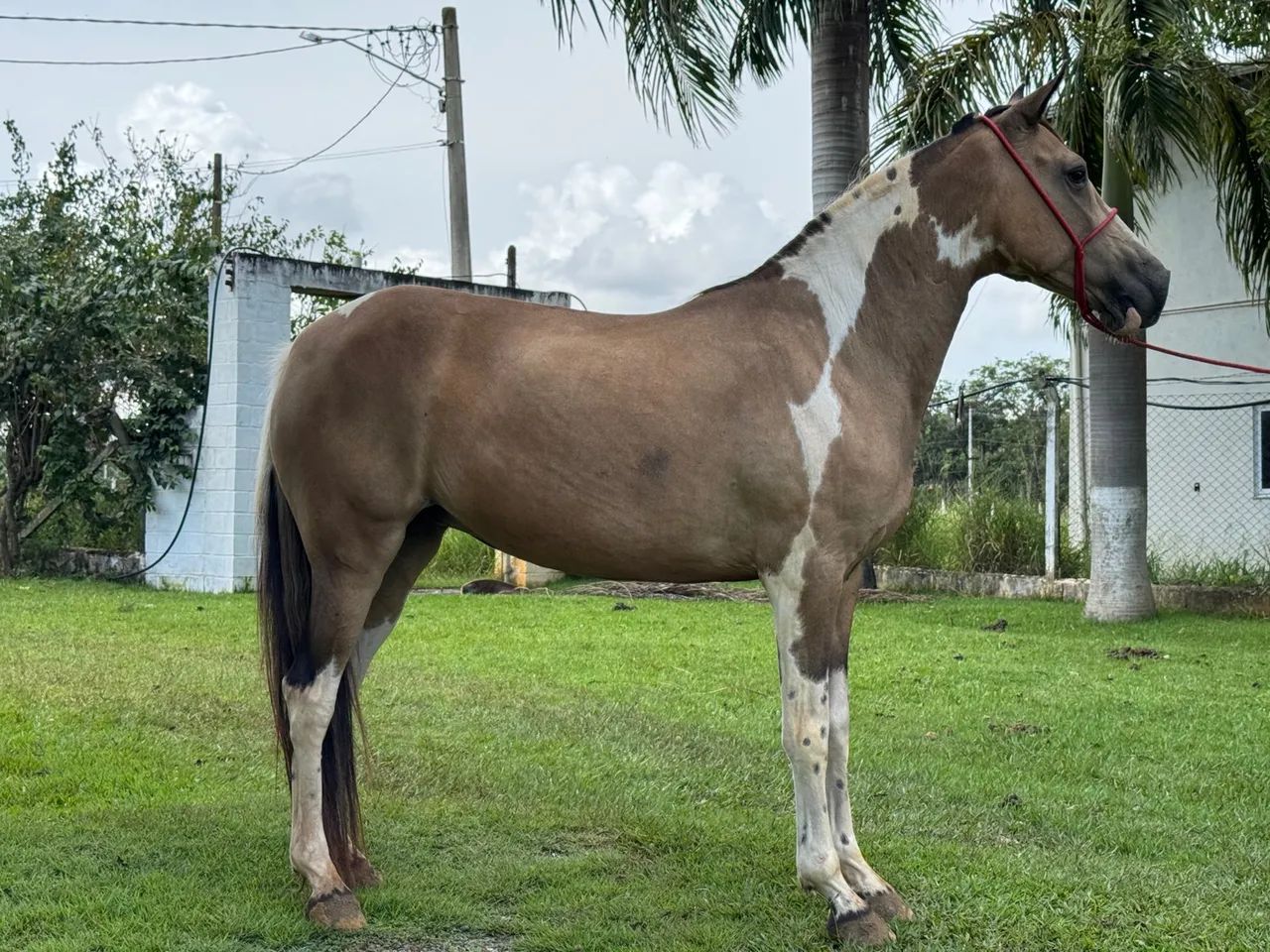 Égua Pampa Mangalarga Marcha Picada - Foto 3