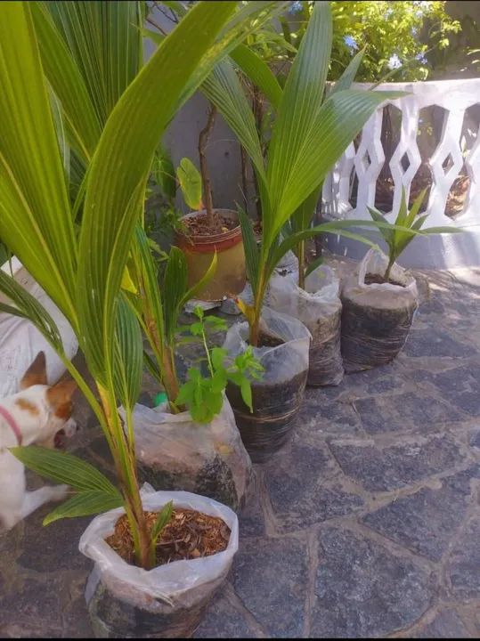 Mudas de coqueiro coco Anão
