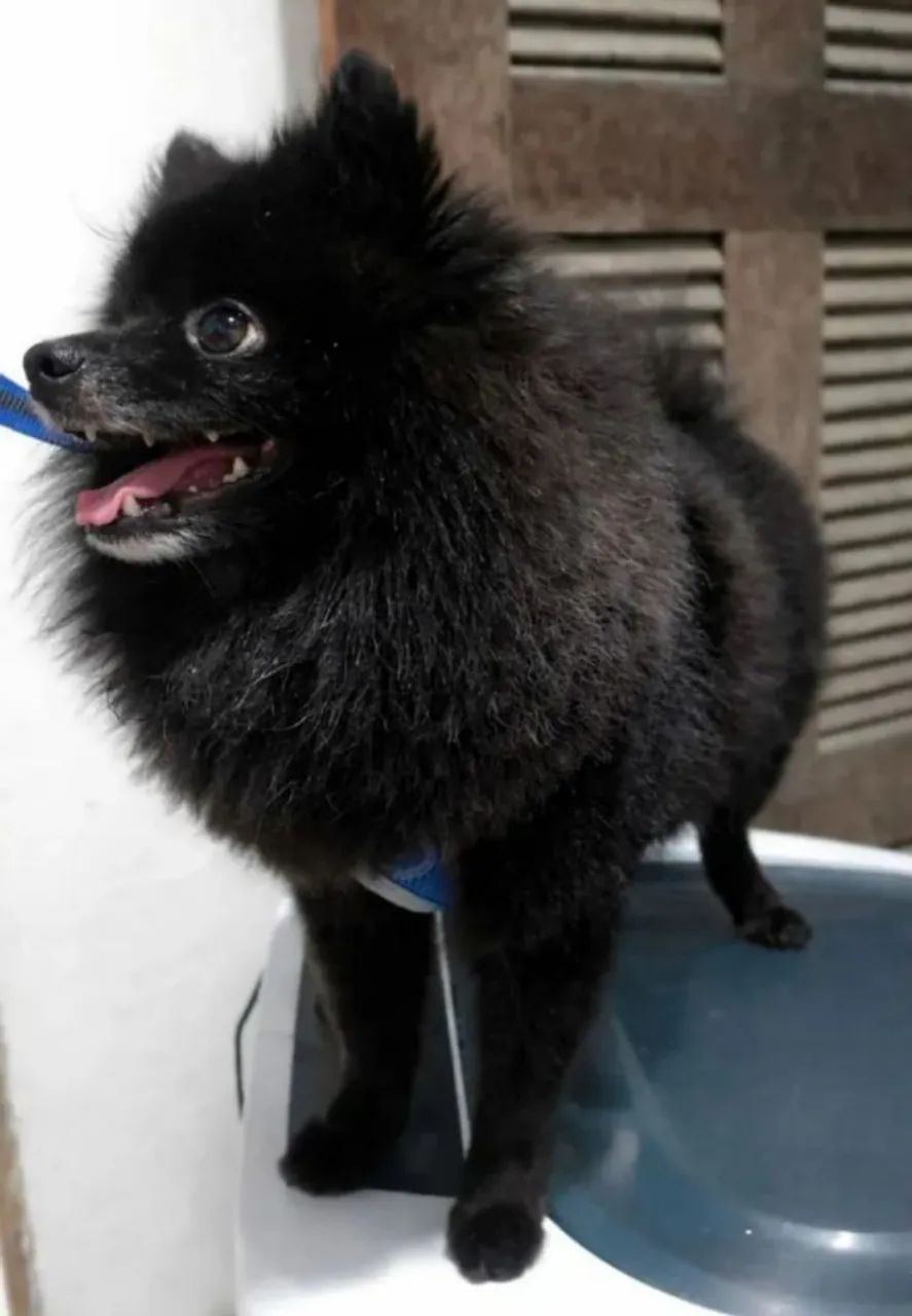 Lulu da Pomerânia macho disponível  - Foto 2