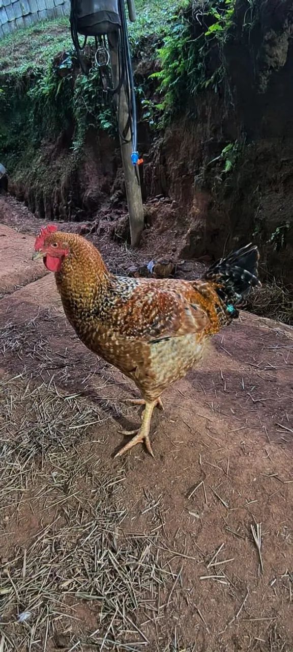 Vendo Frango caipira  - Foto 4