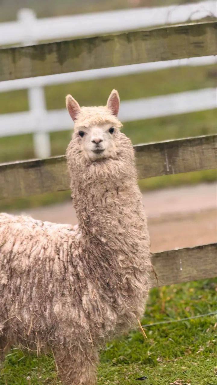 Alpaca peruana  - Foto 2