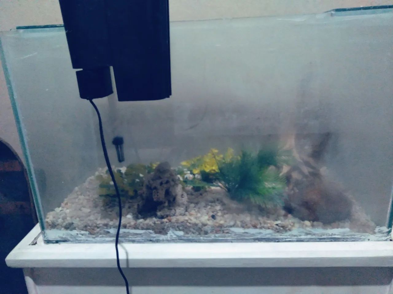 Aquario409382949350942722