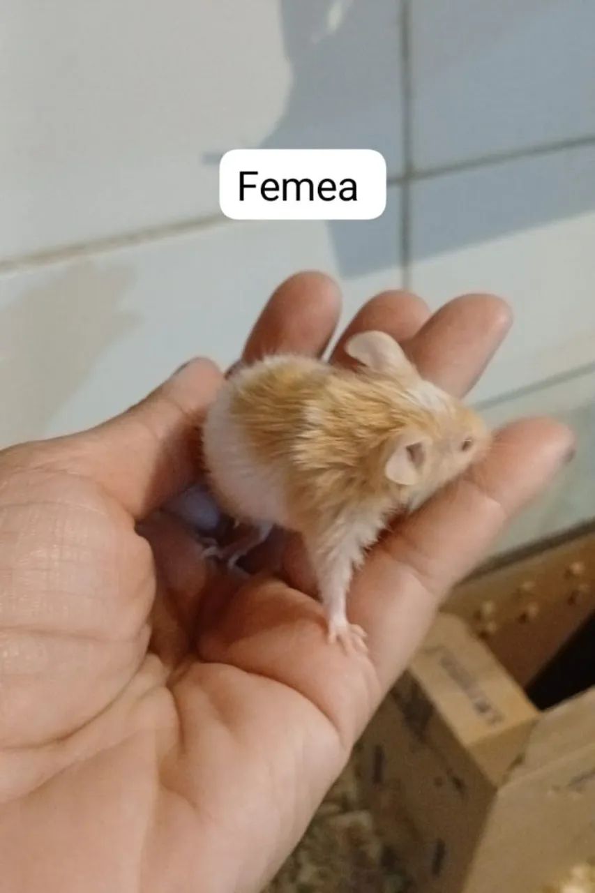 Camundongo Pet  - Foto 3