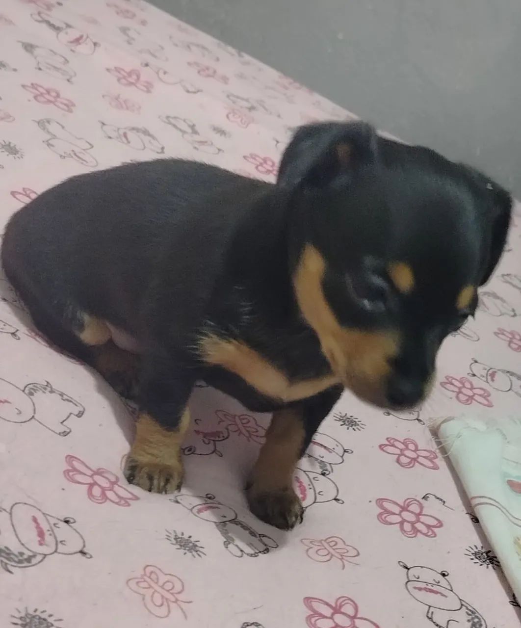 Vendo
