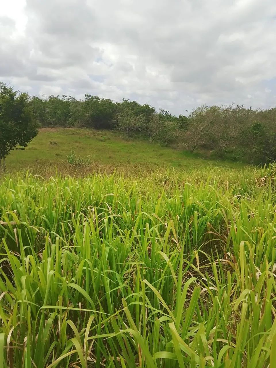 Vende-se e troca este terreno medindo 7 tarefas  - Foto 4