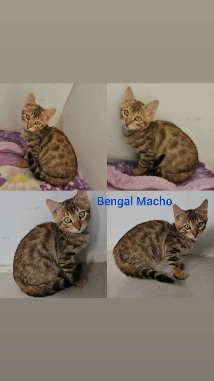  Bengal de Rosetas e Marble - Gatil BSB Cat  - Foto 3