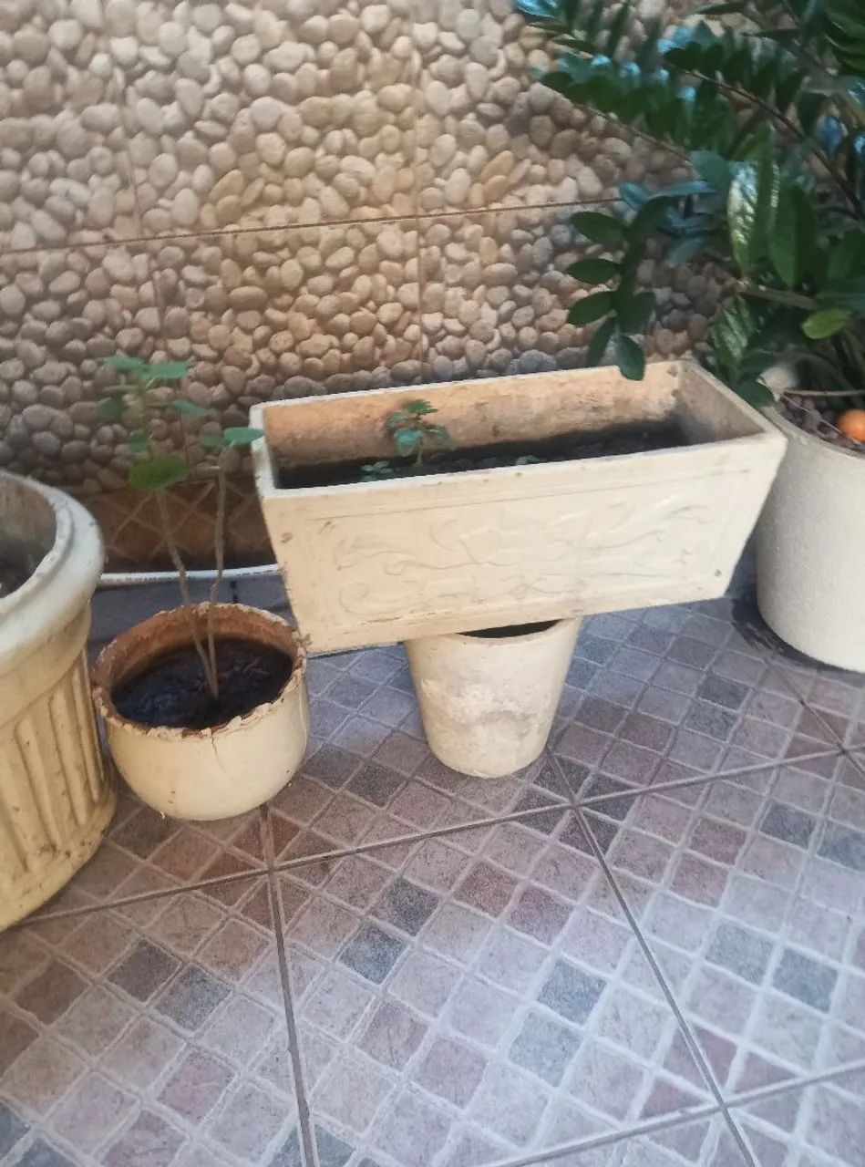 Amilcas e coqueiro e vasos - Foto 4