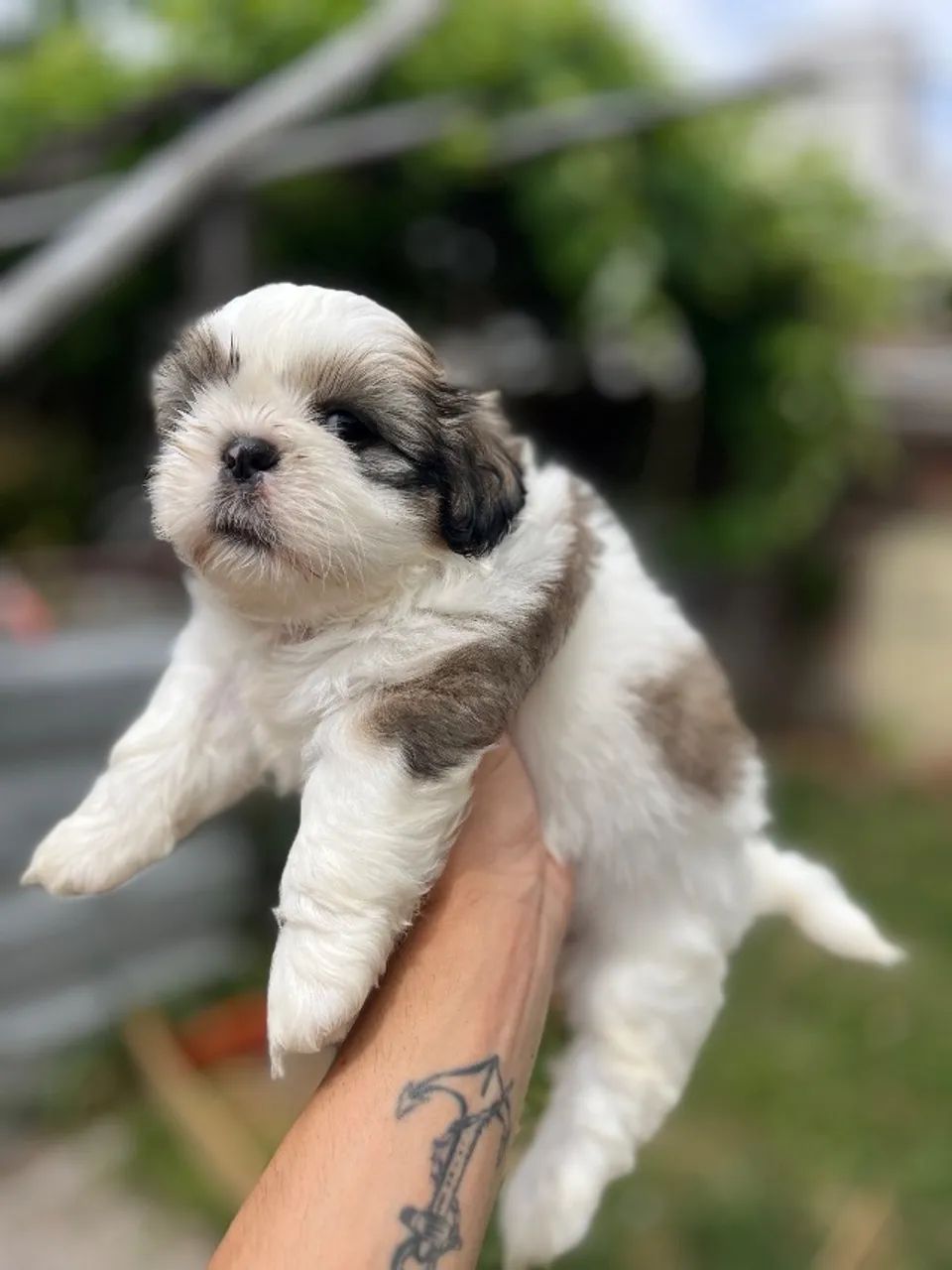 Shih tzu  - Foto 4