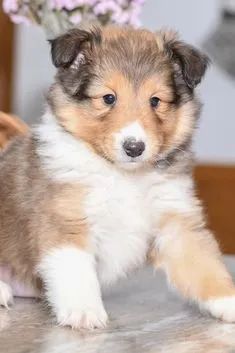 Rough Collie