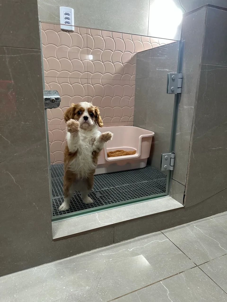 Cavalier King Charles Spaniel - Foto 3