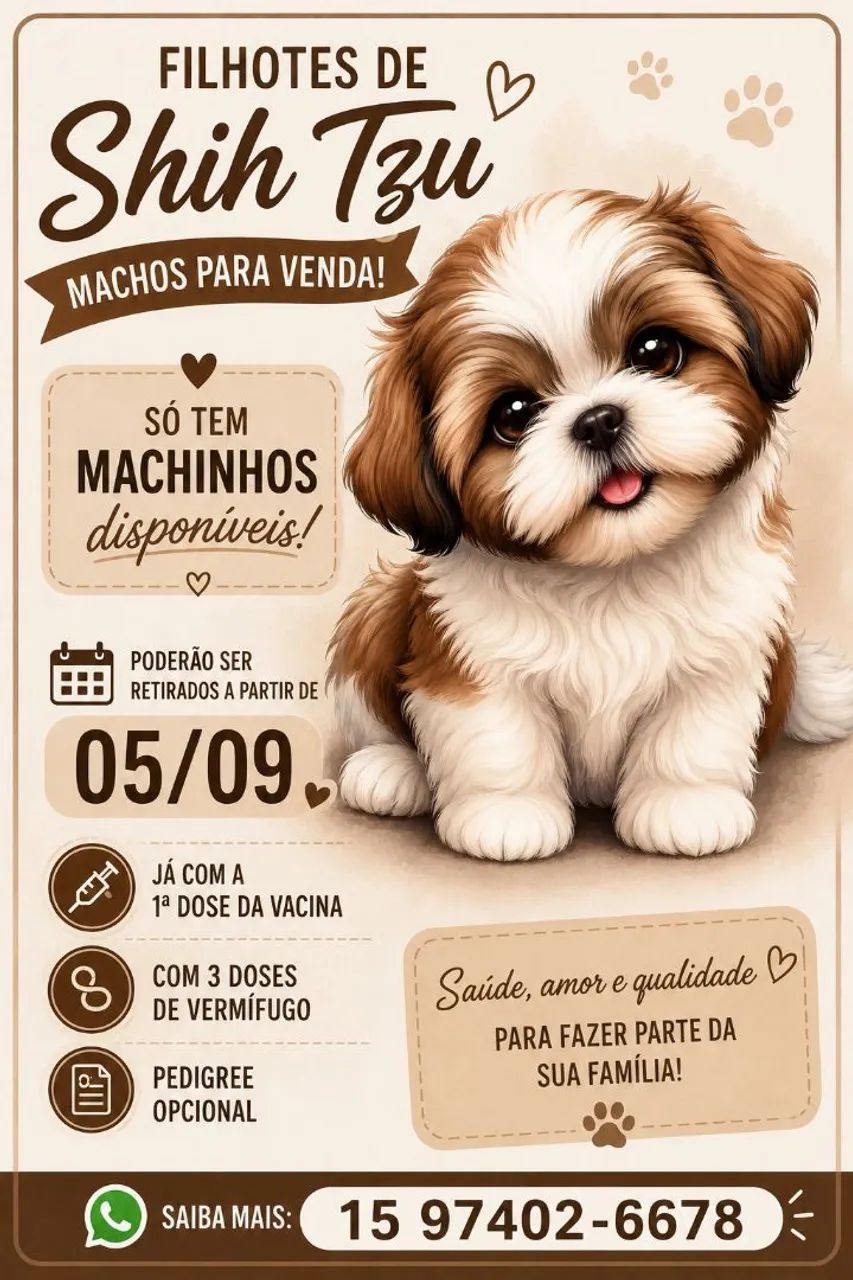 ShihTzu Macho 