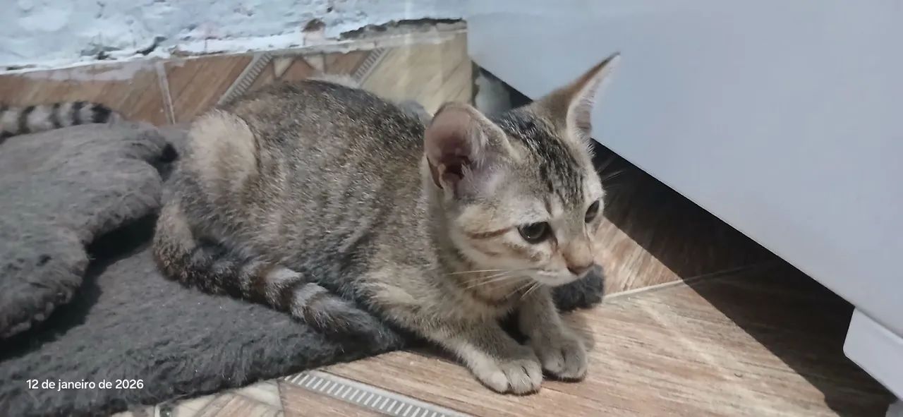 Gatos para Doação  - Foto 5