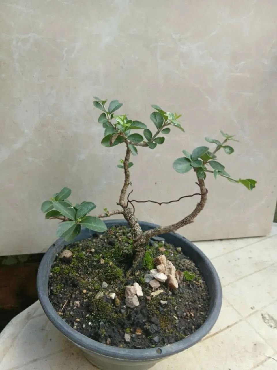 Bonsai pequeno de acerola - Foto 3