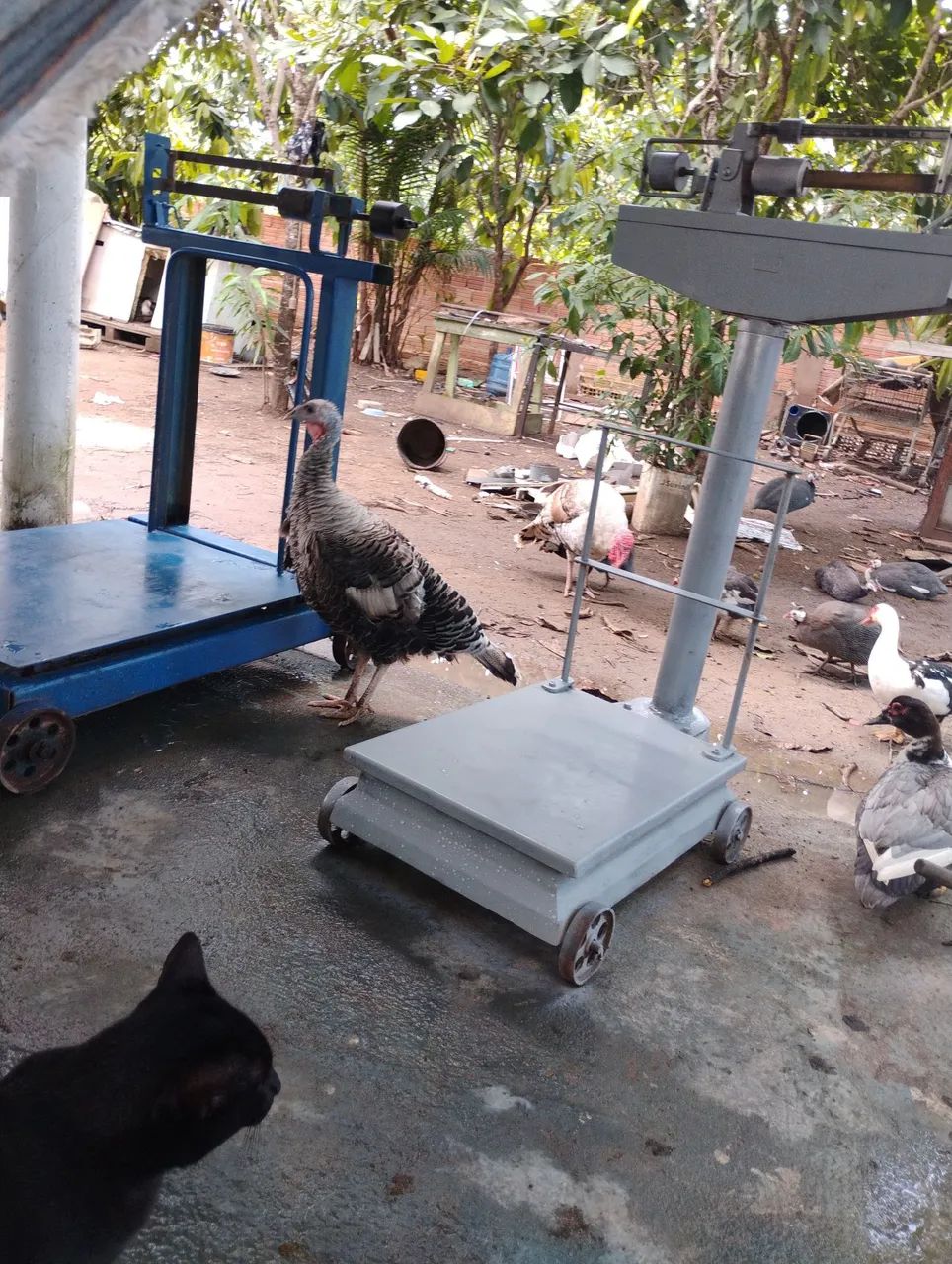Vendo 2 balanças em boas condições  - Foto 2