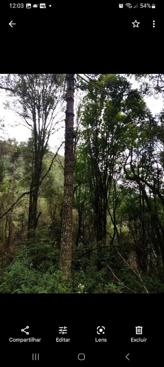 Terreno rural urubici - Foto 4