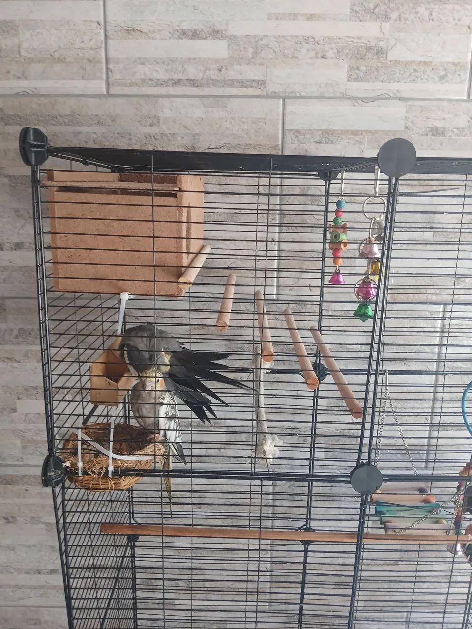 Gaiola Completa - Foto 4