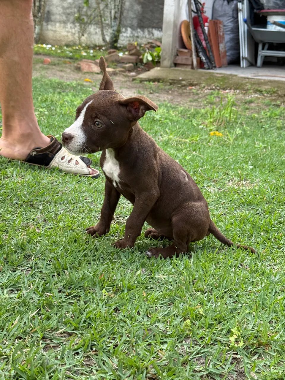 Filhotes de pitbull  - Foto 5