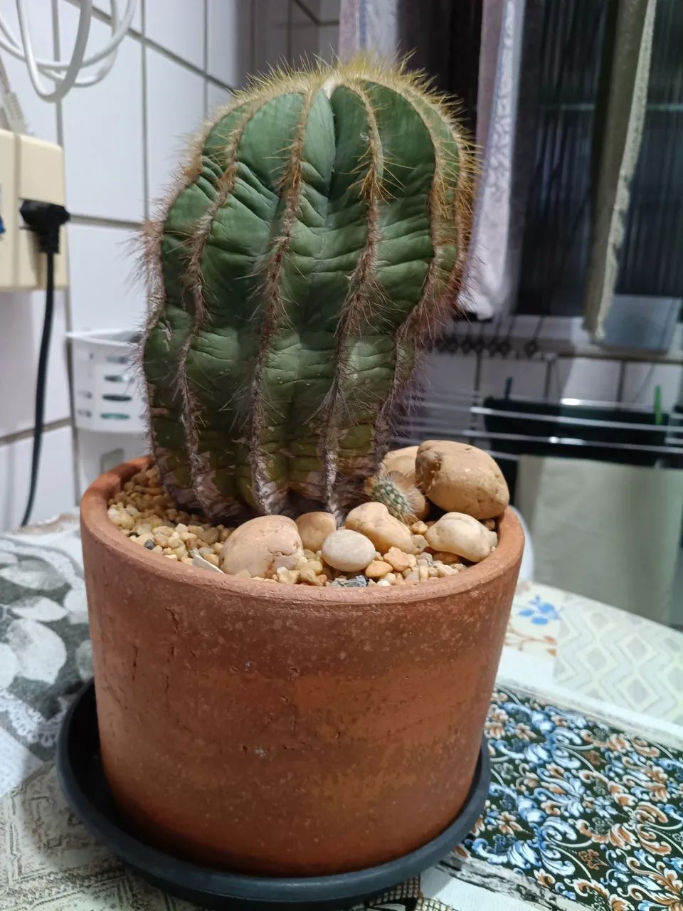 Plantas  - Foto 2