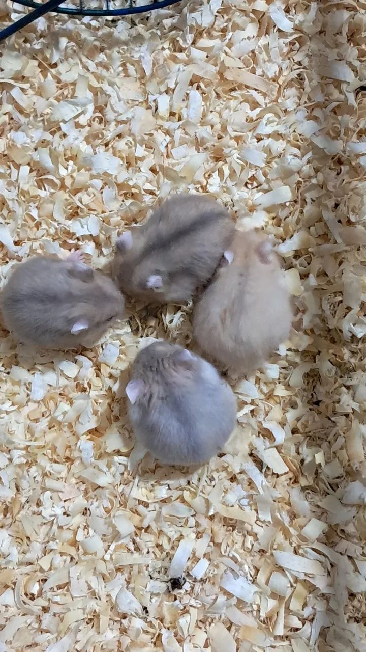 Hamster Anão Russo Lindos filhotes - Foto 3